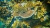 Onshore coral, Lady Elliot Island, Great Barrier Reef, Queensland, Australia, March 20, 2015, (Courtesy Image, DFAT / Patrick Hamilton).