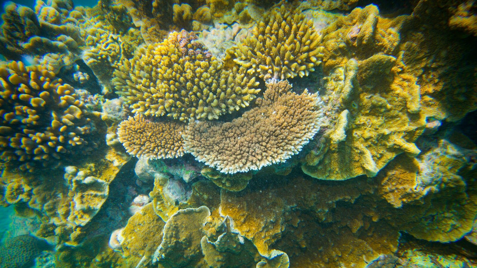 Onshore coral, Lady Elliot Island, Great Barrier Reef, Queensland, Australia, March 20, 2015, (Courtesy Image, DFAT / Patrick Hamilton).