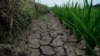中国多数地区预测七月将遇超长热害，极端天气威胁粮食生产