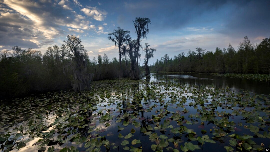 FILE - The sun sets over water lilies and cypress trees along the remote Red Trail wilderness water trail of Okefenokee National Wildlife Refuge, April 6, 2022, in Fargo, Ga. 