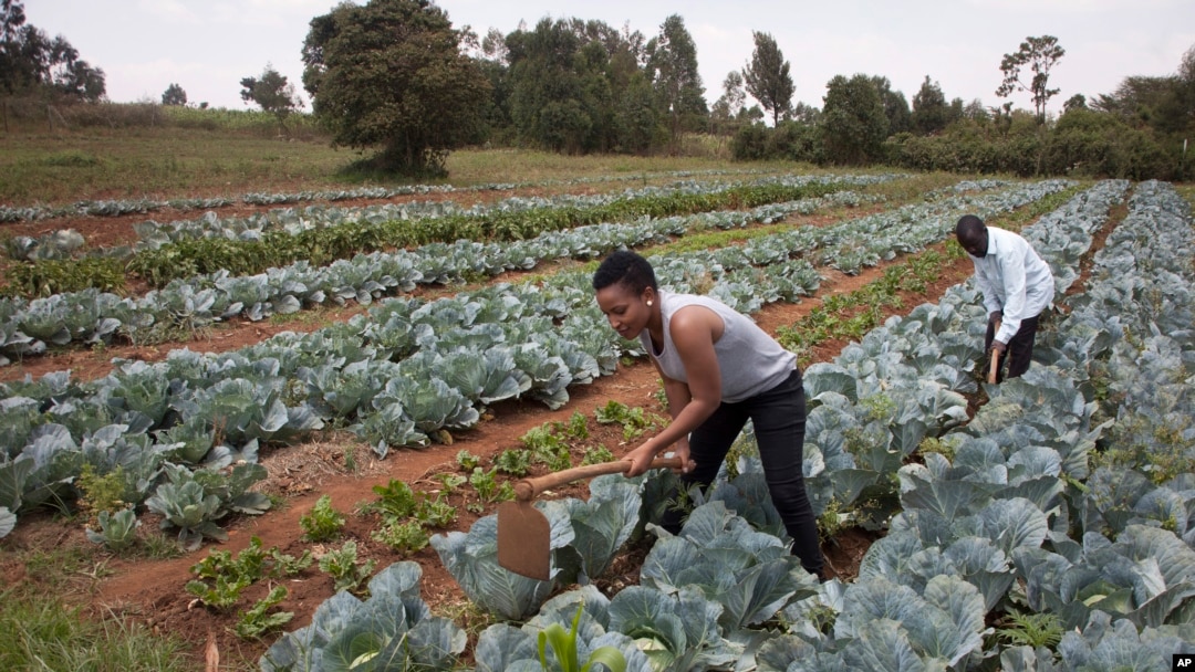 FILE - Workers cultivate cabbages at a farm near Nairobi, Kenya, on Jan. 17, 2018. 