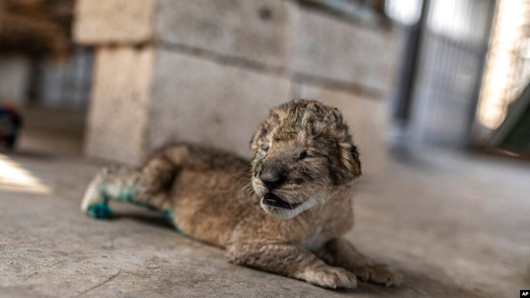 A newborn lion cub is seen at Nama zoo in Gaza City, Aug. 13, 2022.