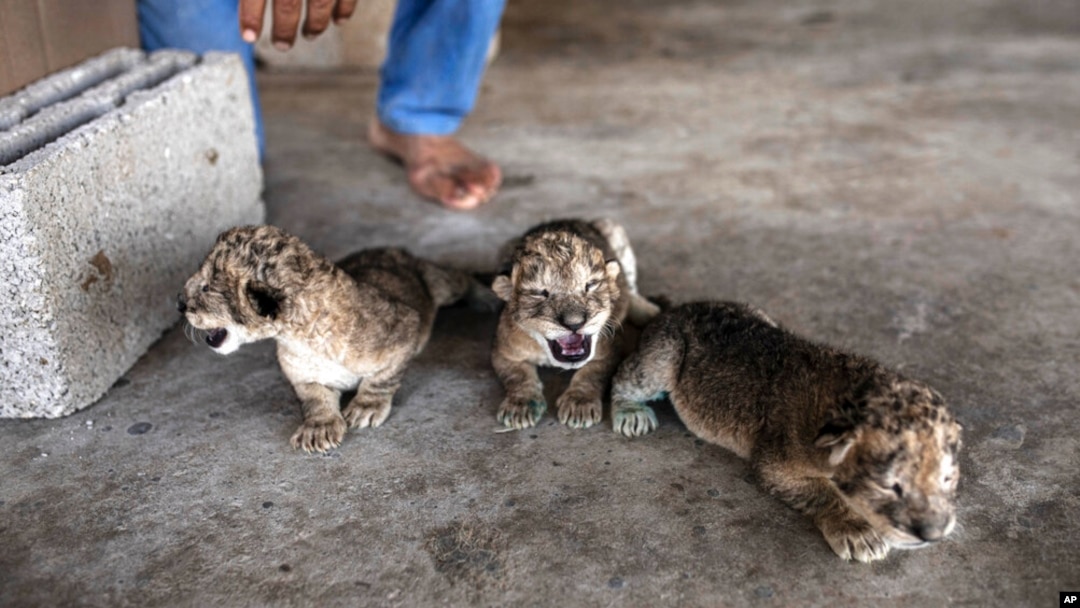 Three newborn lion cubs are displayed at Nama zoo in Gaza City, Aug. 13, 2022.