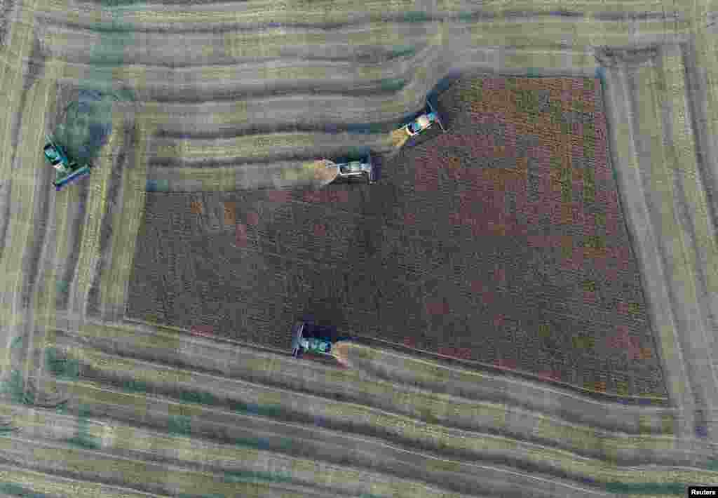 An aerial view shows combines harvesting barley in a field of the Solgonskoye private farm outside the Siberian village of Talniki in Krasnoyarsk Region, Russia, Aug. 25, 2018.