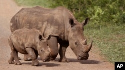 FILE - Rhinos walk in the Hluhluwe-Imfolozi game reserve in South Africa, Dec. 20, 2015. 