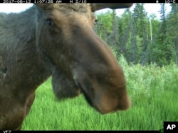 Wildlife Caught On Camera