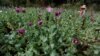 Myanmar’s Economic Meltdown Likely to Push Opium Output Up, Says UN
