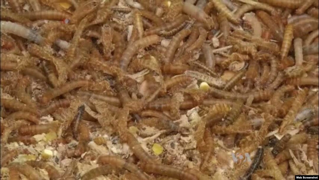 Even though insects are a delicacy in some parts of the world, to many people, the thought of eating them is downright disgusting.