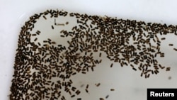 FILE - Mosquito larvae are seen inside Sun Yat-Sen University-Michigan State University Joint Center of Vector Control for Tropical Disease, the world’s largest "mosquito factory," which breeds millions of bacteria-infected mosquitoes in the fight against the spread of viruses, in Guangzhou, China, July 28, 2016.