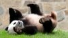 Presidente chino dice que se enviarán más pandas a Estados Unidos