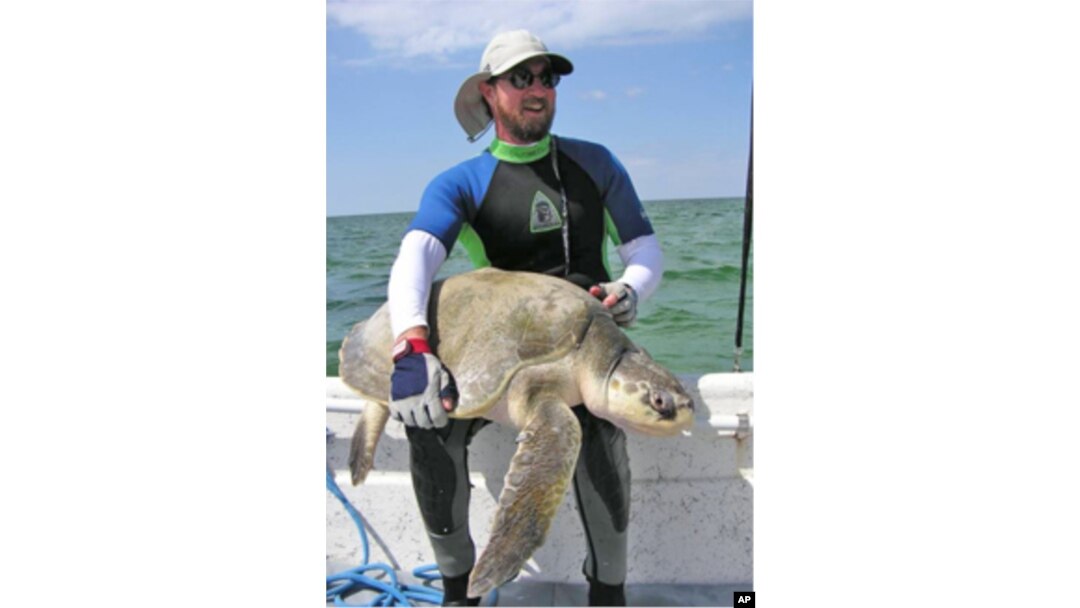 Sea turtle expert Blair Witherington, with the Florida Fish and Wildlife Conservation Commission, holds a Kemp's Ridley sea turtle, one of the rarest turtles in the world.