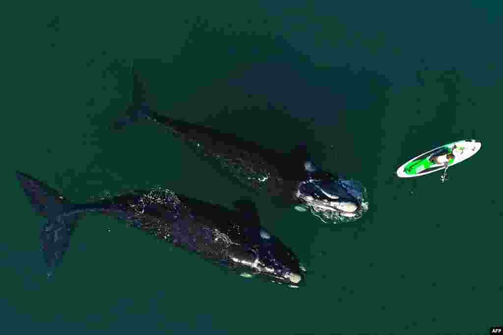Southern right whales (Eubalaena australis) swim near a man practicing standup paddleboarding in Nuevo Gulf, off the coast of Puerto Madryn, Chubut province, Argentina, Aug. 31, 2021. (Photo released by Telam News Agency)