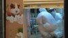 Hong Kong to Kill 2,000 Animals After Hamsters Get COVID