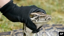 McKayla Spencer, the Interagency Python Management Coordinator for the Florida Fish and Wildlife Conservation Commission (FWC) holds up a Burmese python during a news conference, Thursday, June 3, 2021, in the Florida Everglades. Florida Gov. Ron…