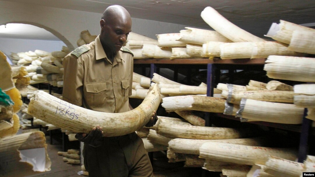 FILE - A Zimbabwe National Parks and Wildlife Management official checks ivory inside a storeroom in Harare August 22, 2012. Zimbabwe and Namibia are bidding to open up international trade in elephant ivory.