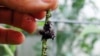 Try Growing Plants From Cuttings 