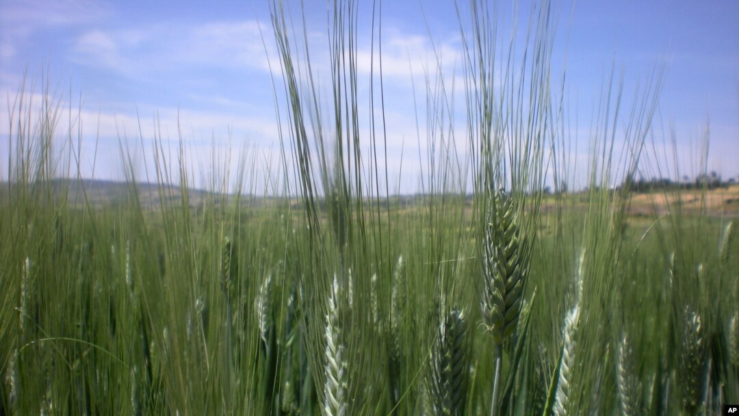 Ethiopia Africa Food Production
