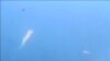 中國與越南 因南中國海主權糾紛再生衝突