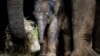 Animal Lovers Celebrate World Animal Day