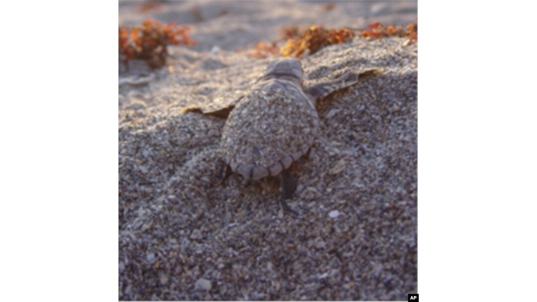 This loggerhead sea turtle on its way to the ocean is the most common of Florida's sea turtles.