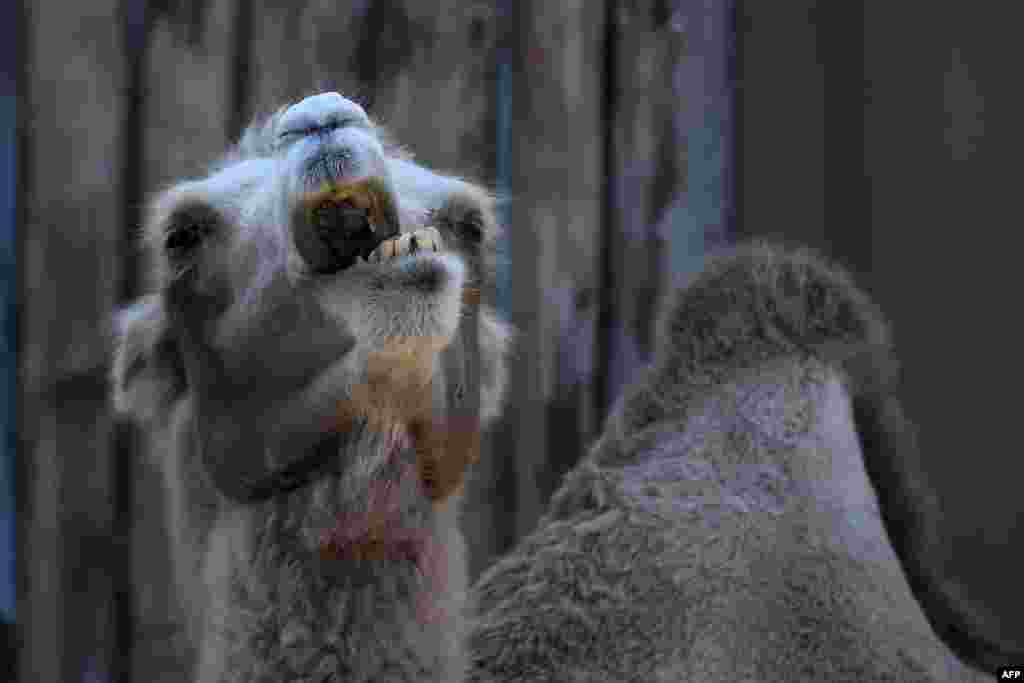 A young camel is seen in its enclosure at the Zoo and Botanic Garden in Budapest.