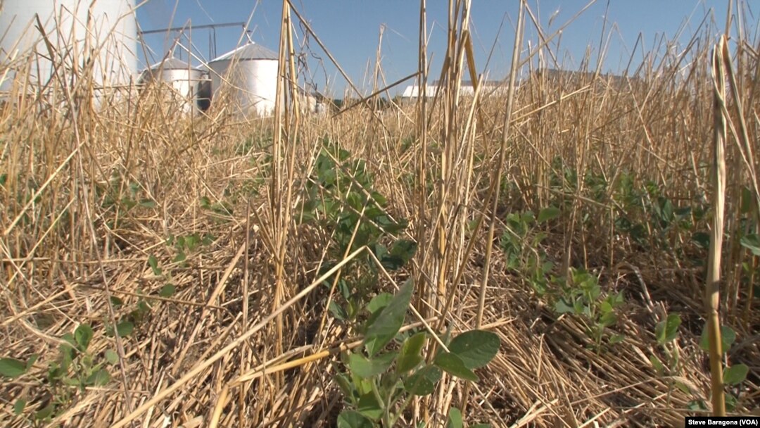 Trey Hill’s no-till soybeans grow through the remnants of the previous season’s cover crop in Maryland.