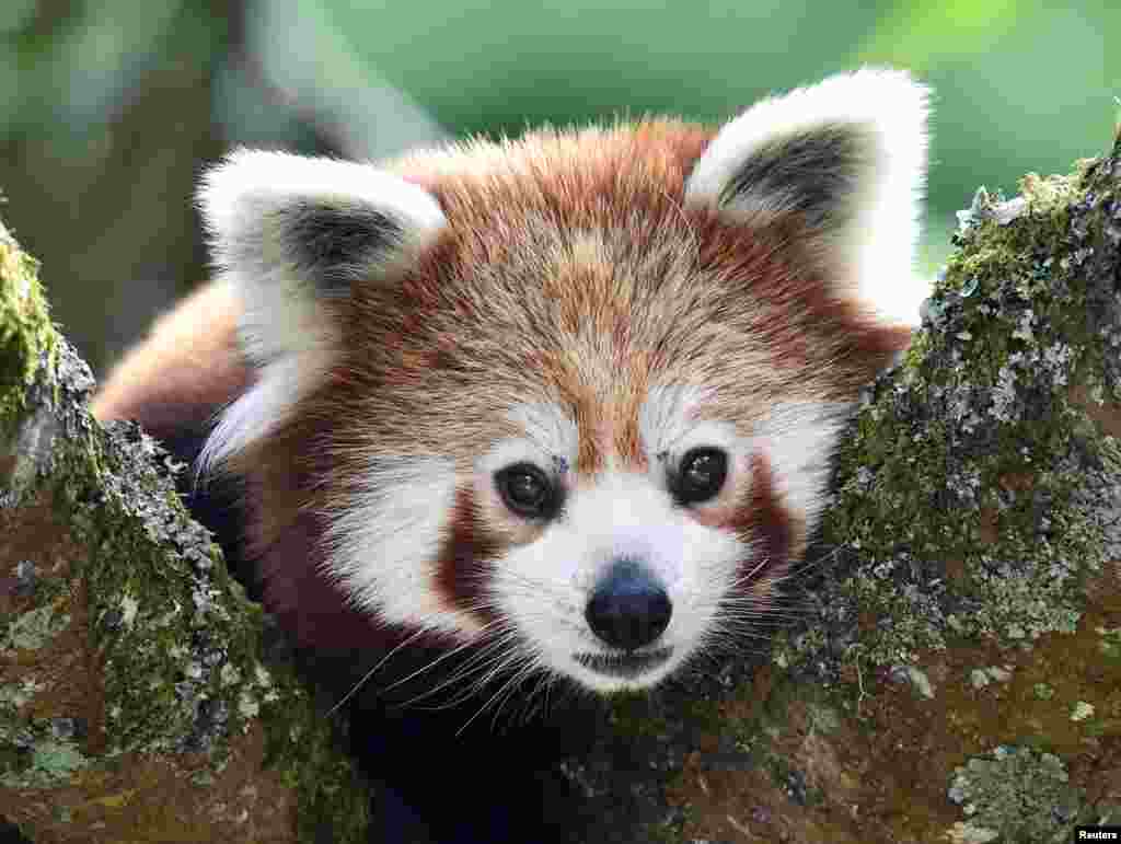 A one-year old Red Panda sits in the trees at the Manor Wildlife Park, St Florence, near Tenby in Wales, United Kingdom.