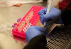 Researchers work with coronavirus samples as a trial begins to see whether malaria treatment hydroxychloroquine can prevent or reduce the severity of the coronavirus, at the University of Minnesota in Minneapolis, March 19, 2020.