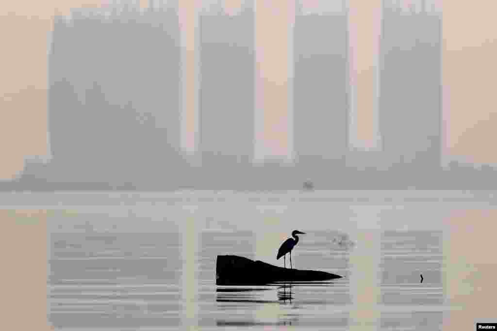 A heron bird perches as smog covers high rise buildings on the north coast of Jakarta, Indonesia, Aug. 28, 2021.