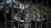 A damaged Olympic ring is seen on the gate of the Russian Olympic Committee building in Moscow, Dec. 9, 2019. 