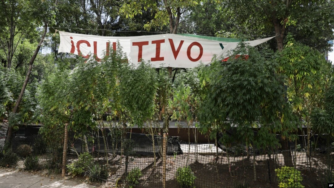 Marijuana plants grow at a makeshift camp outside of the Senate building in Mexico City, Nov. 19, 2020.