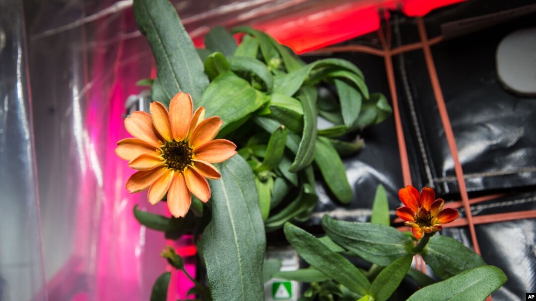 FILE - This Jan. 16, 2016, photo made available by NASA shows a blooming zinnia flower grown aboard the International Space Station. As far back as 1984, NASA started testing plants for their air filtration qualities.