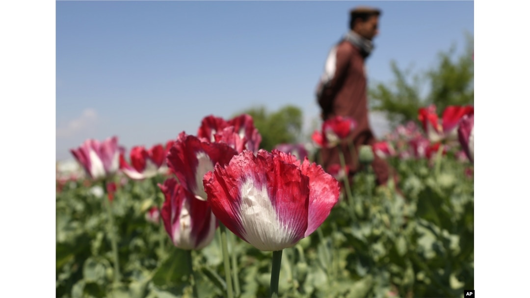FILE - Afghan boy walks through a poppy field to harvest opium, the main ingredient in heroin, in the Khogyani district of Jalalabad, east of Kabul, Afghanistan.