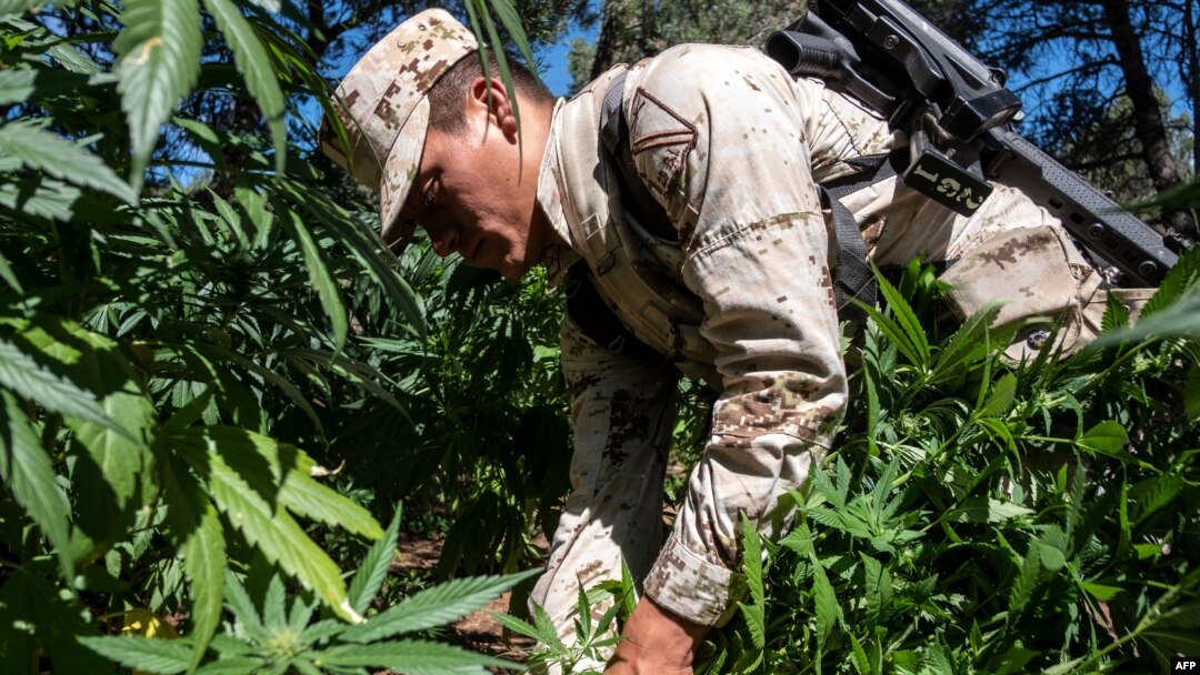 ARCHIVO - Un soldado mexicano destruye una plantación de marihuana cerca de La Rumorosa, Tecate, Baja California, México el 28 de agosto de 2018.