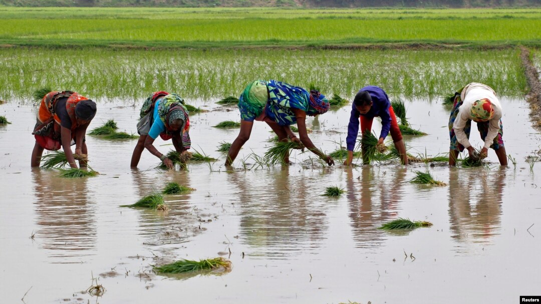 Farmers plant saplings in a paddy field in Allahabad, India, July 8, 2016.