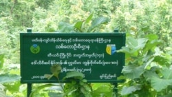 ပြည်သူအစုအဖွဲ့ပိုင် သစ်တောလုပ်ငန်း