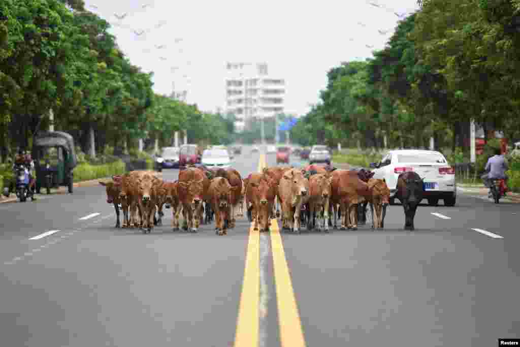 Villagers on an electric bike herd their cattle along a road in the town of Boao in Qionghai, Hainan province, China, Aug. 11, 2018.