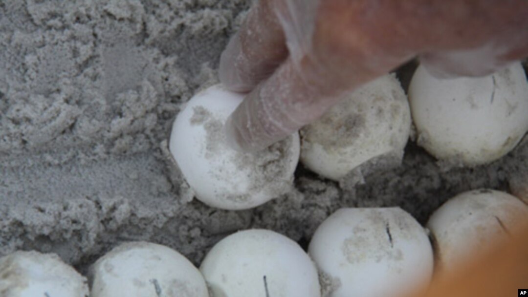 Sea turtle eggs are placed in special containers for relocation to the Atlantic coast.