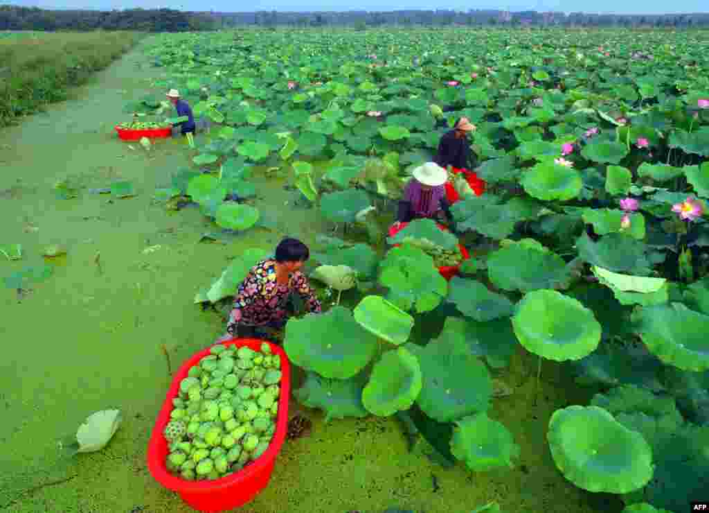 People harvest seed pods from lotus flowers at a pond in Tancheng in China's eastern Shandong province, China, Aug. 1, 2018.