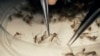 Senate Deal Reached on Reduced Zika Funding