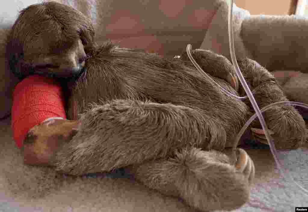 A sloth called Pancho, hit by a vehicle, is seen after a surgery at the Agroflor animals refuge in Cochabamba, Bolivia.
