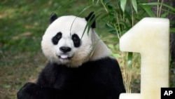 Panda Birthday: Mei Xiang, mother of giant pande cub Bei Bei, eats Bei Bei's birthday cake at the National Zoo in Washington, Saturday, Aug. 20, 2016, during a celebration of Bei Bei's first birthday.