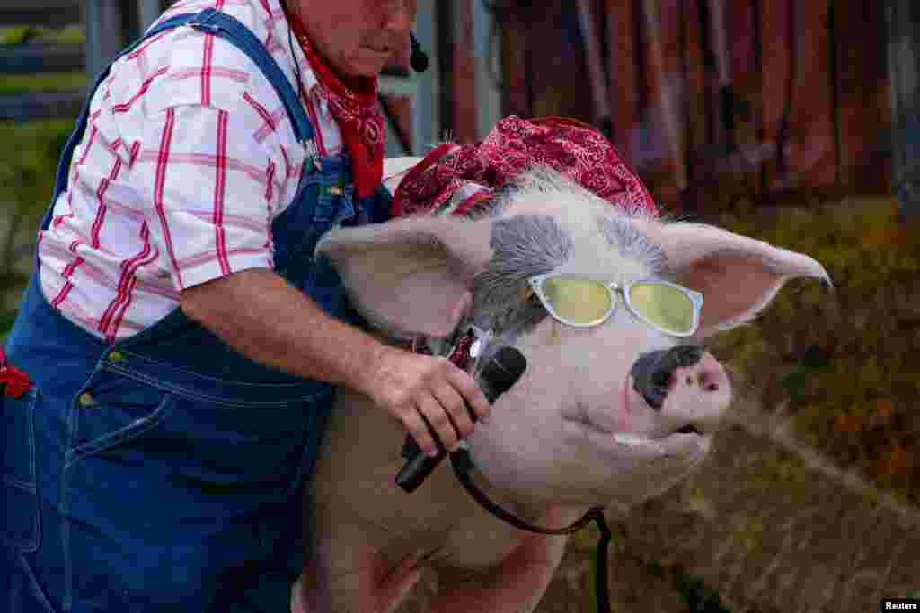 A farmer gives a pig a microphone "to sing" on the stage of The Pork Chop Revue comedy show at the 117th Kentucky State Fair in Louisville, Kentucky, Aug. 21, 2021.