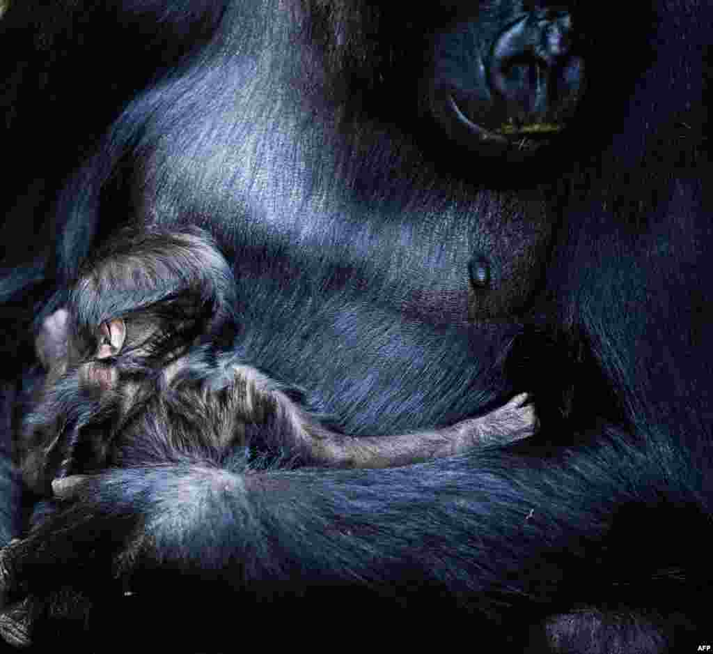 New-born gorilla N’Aikais is held in the arms of its mother in Burgers Zoo in Arnhem, The Netherlands.