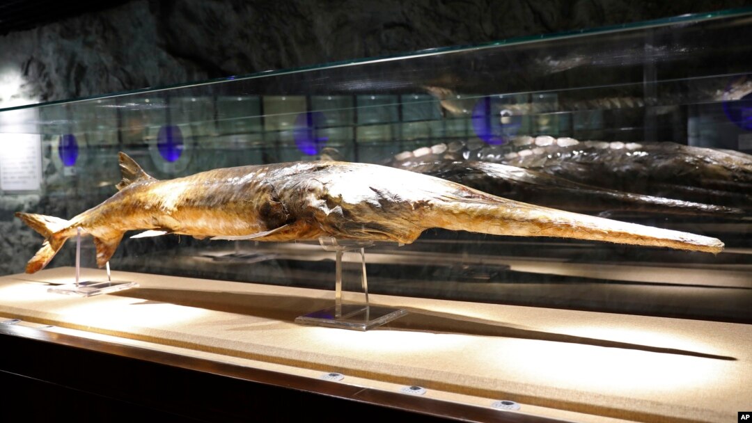 In this Nov. 11, 2016, photo provided by the Museum of Hydrobiological Science of the Chinese Academy of Sciences, a Chinese paddlefish specimen made in 1990 is seen on display at the Museum of Hydrobiological Science.
