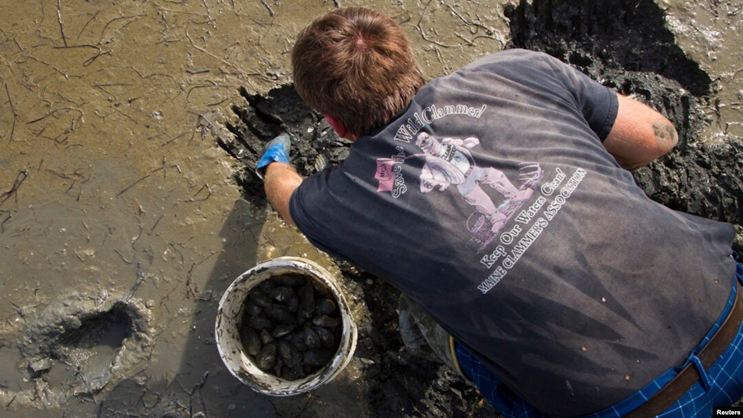 Chad Coffin, president of the Maine Clammer's Association, digs for prized soft-shell clams or "steamers," Casco Bay in Freeport, Maine, May 30, 2013.