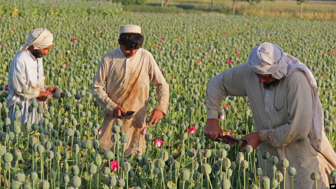 FILE - Afghan farmers collect raw opium as they work in a poppy field in Chaparhar district of Jalalabad, east of Kabul, Afghanistan, May 1, 2014. The production of the drug reportedly jumped to a yield of 10,000 tons this year.