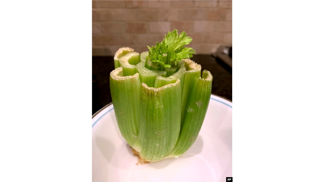 This May 2020 image provided by Jessica Damiano shows new stalks sprouting from the center of the severed base of a head of celery. (Jessica Damiano via AP)